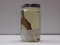 藏品(木葉鰈)的圖片